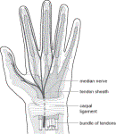 image of the hand and carpal ligament
