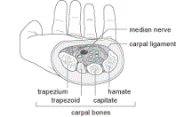 image of the carpal bones and carpal ligament